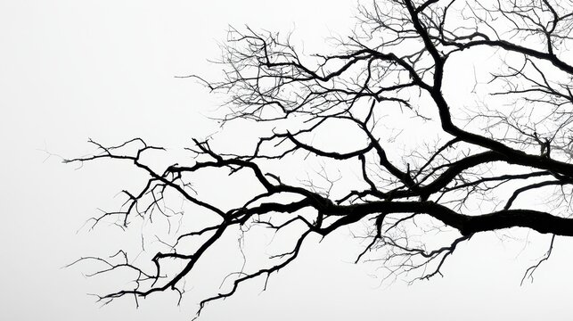Minimalist composition of leafless branches on white backdrop