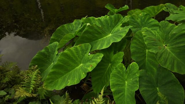 Broad elephant-ear leaves overhanging the dark lagoon water, Poco da Ribeira do Ferreiro, Flores, Azores