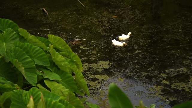 Pair of white ducks gliding past broad taro leaves on the lagoon, Flores, Azores, Portugal