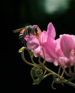 bee on pink flower