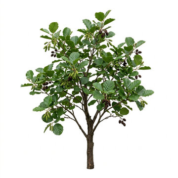 Alder Tree Branch Isolated On White Background, Alnus Glutinosa European Black Alder Foliage, Organic Texture Tree Top View, Macro Photography, Botanical Specimen, White Solid Background
