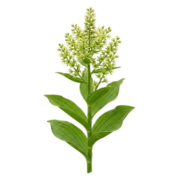 American White Hellebore Plant Isolated On White Background, Veratrum Viride Toxic Wildflower Shrub, Organic Texture Flora Top View, Macro Photography, Botanical Specimen, White Solid Background
