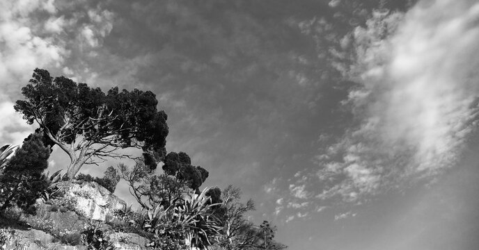 Big cliff with tropical herbs, plants and pine tree by the sea with white clouds scenery black and white photo