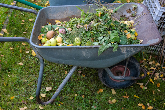 Wheelbarrow filled with garden waste, weeds and rotten apples on grass, autumn cleanup