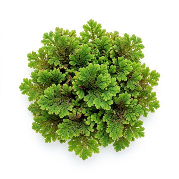 Azolla Aquatic Fern Moss Isolated On White Background, Azolla Filiculoides Mosquito Fern Green Cluster, Organic Texture Floating Water Plant, Macro Photography, Botanical Specimen, White Solid Backgro