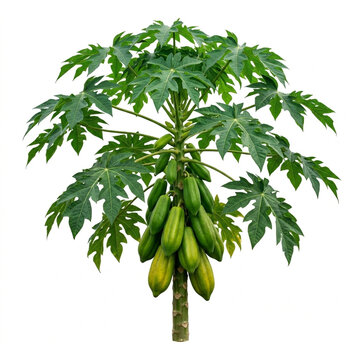 Babaco Plant Bush With Fruits Isolated On White Background, Vasconcellea X Heilbornii Mountain Papaya Concept, Organic Texture Flora Top View, Macro Photography, Botanical Specimen, White Solid Backgr