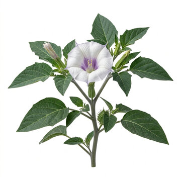 Baja Datura Flower Plant Isolated On White Background, Datura Discolor White Solanaceae Nightshade Blossom Concept, Organic Texture Flora Top View, Macro Photography, Botanical Specimen, White Solid B