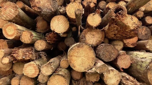 Cut timber fills view edge to edge, showing layered log ends, splintered bark, and dry wood surfaces under even natural light, with logs, timber, wood, stack detail, showing pile, cut, bark, ring