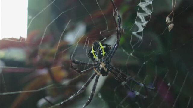 Close up of yellow and black orb weaver spider resting in its intricate web in a natural garden setting, macro wildlife photography.