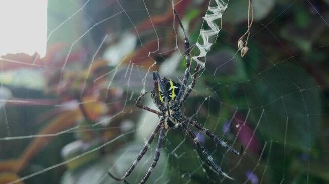 Argiope spider sitting in center of its complex web with visible zig-zag pattern against a blurred green garden background