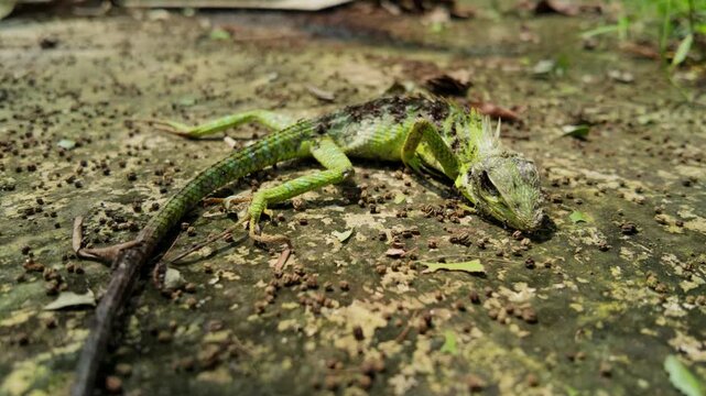 Macro view of a dead green garden lizard lying on the ground outdoors. High-angle shot illustrating the concept of mortality and the natural cycle of life in a garden setting.