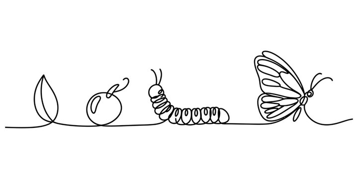 Continuous one line drawing of butterfly life cycle showing egg caterpillar and insect stages Vector, illustration