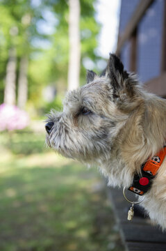 Cairn Terrier h&auml;lt Ausschau vom Balkon
