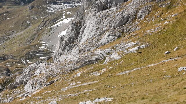 Balkan Chamois on top of a mountain in Durmitor National Park in Montenegro