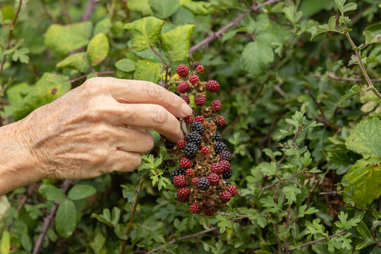 Close-up of a hand picking ripe blackberries from a countryside hedgerow, capturing seasonal foraging and the harvest of wild fruit.