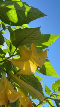 Yellow angel's trumpet flowers and lush green leaves moving in bright summer sunlight, with shifting light and shadows against an intensely blue clear sky.