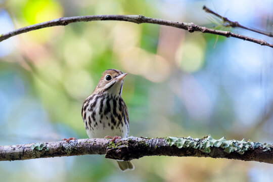 Ovenbird (Seiurus aurocapilla) in Fakahatchee Strand Preserve State Park, Florida