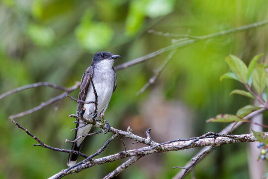 Eastern kingbird (Tyrannus tyrannus) in south Florida
