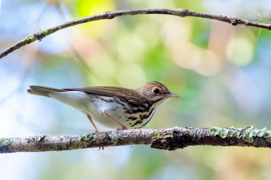 Ovenbird (Seiurus aurocapilla) in Fakahatchee Strand Preserve State Park, Florida