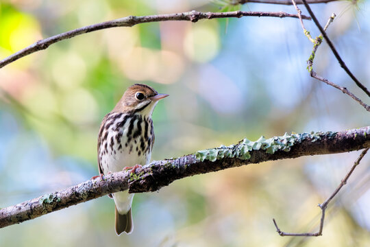Ovenbird (Seiurus aurocapilla) in Fakahatchee Strand Preserve State Park, Florida
