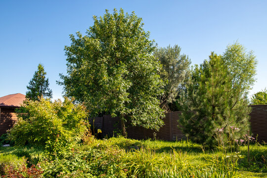 Beautiful green summer garden with trees and pine close up. Cozy backyard lawn with fresh grass and foliage on sunny day. Horizontal nature and gardening concept with copy space