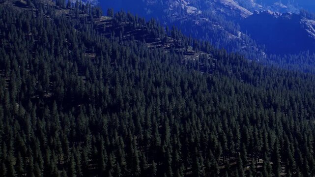 The view shows a dense forest of tall green trees stretching across the mountainside. Rocky hills are visible in the background under clear blue skies during daytime.