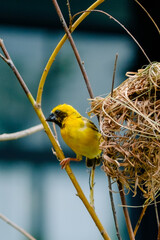 yellow tit on a branch © napatkorn