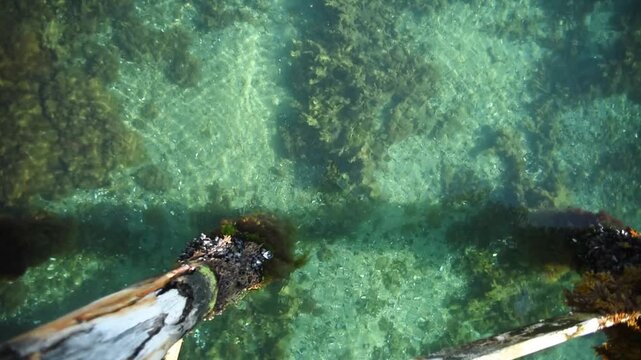 Submerged timber and mussel beds in clear fjord water, Balestrand, Sognefjord, Vestland, Norway