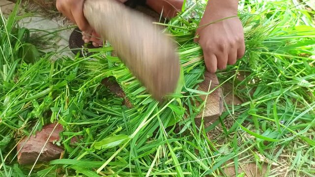 Farmer manually cutting green fodder grass with traditional wooden handle cutter for cattle feed in rural farm