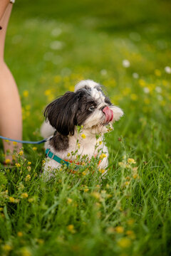 Small black and white Shih Tzu dog sitting in green grass with yellow flowers sticking tongue out