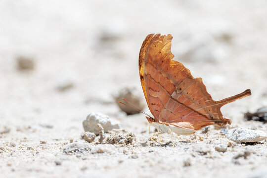A species of daggerwing butterfly&mdash;probably a ruddy daggerwing, Marpesia petreus, in Fakahatchee Strand Preserve State Park, Florida