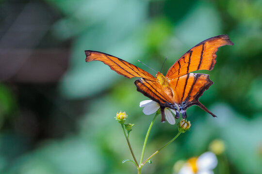 A species of daggerwing butterfly&mdash;probably a ruddy daggerwing, Marpesia petreus, in Fakahatchee Strand Preserve State Park, Florida