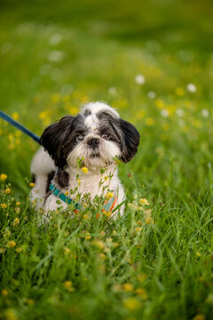 Small black and white Shih Tzu dog sitting in green grass with yellow flowers sticking tongue out