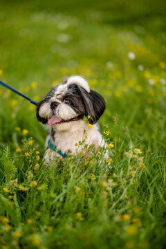 Small black and white Shih Tzu dog sitting in green grass with yellow flowers sticking tongue out