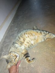Landing cat © Apih