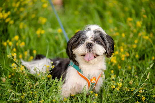Small black and white Shih Tzu dog sitting in green grass with yellow flowers sticking tongue out