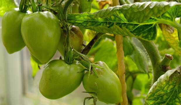 Tomato plants affected by late blight - Phytophthora infestans, showing brown lesions, wilted leaves, and ripening fruit for agriculture content.