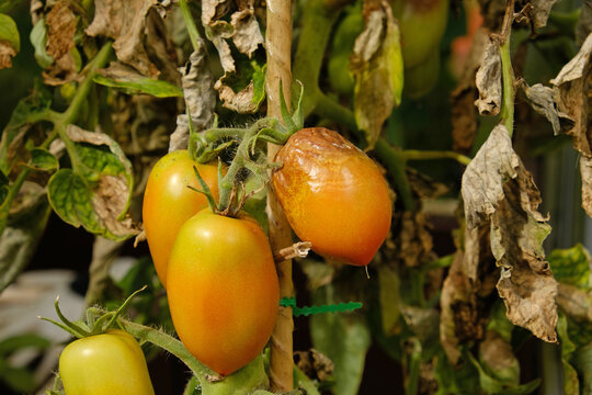 Tomato plants affected by late blight - Phytophthora infestans, showing brown lesions, wilted leaves, and ripening fruit for agriculture content.