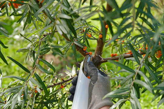 Sea buckthorn berries harvested from a thorny branch with a specialized berry-picking tool during the seasonal agricultural harvest. Hippophae rhamnoides a natural superfood, medicinal plant.