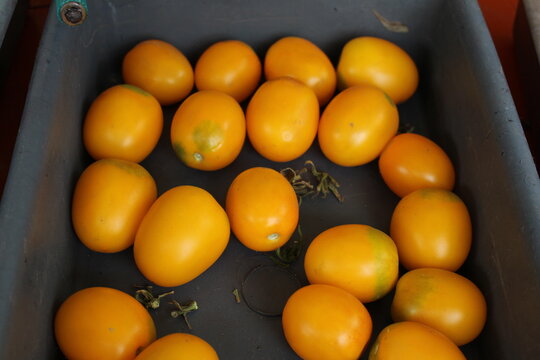 Fresh harvest of homegrown yellow and red tomatoes in bowls on the doorstep of a rustic countryside house.