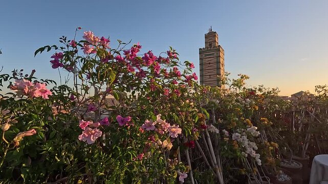 Pink bougainvillea in bloom on a rooftop terrace before the Ben Youssef Mosque minaret at sunrise, Marrakech, Morocco