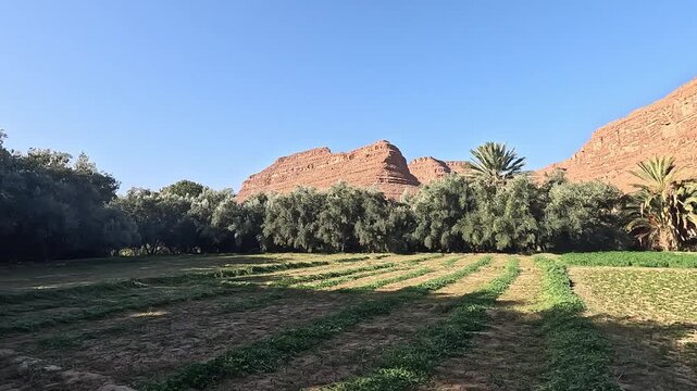 Cultivated oasis rows beneath red rock walls, Ziz Canyon, Errachidia, Draa-Tafilalet, Morocco