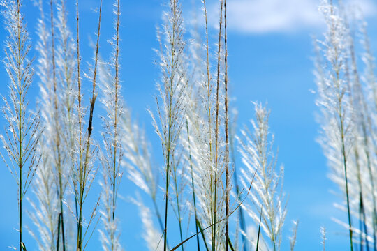 Gentle White Tall Grass Reeds Swaying Against Bright Blue Sky in Nature
