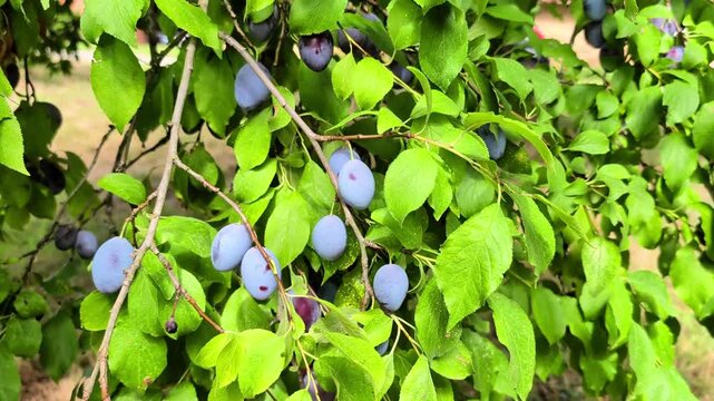 Ripe purple plums growing among dense green foliage in an orchard during harvest season. Organic fruit and fresh farm produce concept showing natural sustainable agriculture and abundance