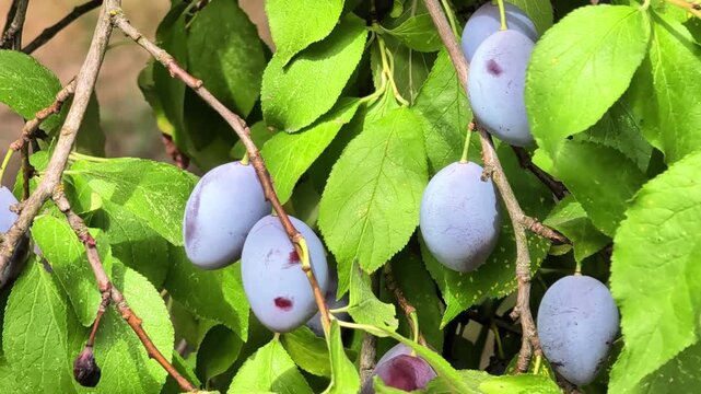 Close-up of ripe purple plums hanging from branches among green leaves in a summer orchard. Fresh organic fruit harvest and natural farm produce concept for healthy seasonal food