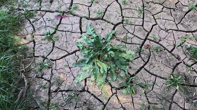 Green plant growing in cracked dry mud, Ziz Canyon, Draa-Tafilalet, Morocco