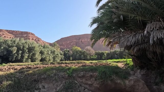 Palm-fringed oasis fields under canyon walls, Ziz Canyon, Errachidia, Draa-Tafilalet, Morocco