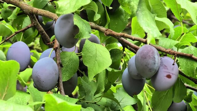 Close-up of ripe purple plums hanging from branches among green leaves in a summer orchard. Fresh organic fruit harvest and natural farm produce concept for healthy seasonal food