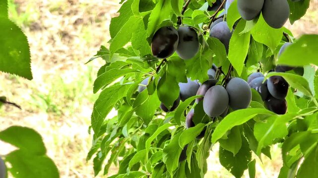 Abundant cluster of ripe purple plums hanging from the leafy branches of a fruit tree, showcasing a dense harvest of fresh orchard produce in a natural outdoor setting