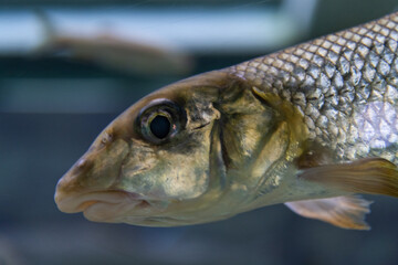 Macro Portrait of Freshwater Gudgeon Fish in Aquarium © 안구정화